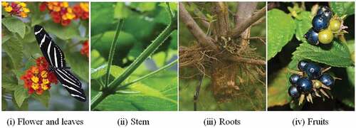 Figure 1. Morphology of Lantana camara flower, leaves, stem, roots and fruits.