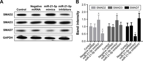 Figure 9 The over-expression of miR-21 enhances GC cells via SMAD signaling pathway.