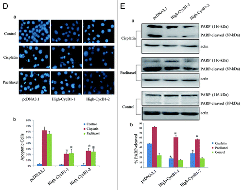 Figure 1D and E. (D)(a) KYSE150/pcDNA3.1, High-CycB1–1 and High-CycB1–2 cells were treated with cisplatin, paclitaxel or a control reagent for 24 h and apoptotic cells were analyzed by DAPI stain (200 × ). (D)(b) The bar chart shows the percentage of apoptotic cells. (E)(a) Overexpression of cyclin B1 inhibits PARP cleavages induced by cisplatin and paclitaxel. KYSE150/pcDNA3.1, High-CycB1–1, High-CycB1–2 cells were treated with cisplatin, paclitaxel or a control reagent for 24 h. PARP were detected by western blot analysis. Actin was used as an equal loading control. (E)(b) The bar chart shows the percentage of PARP-cleaved [PARP-cleaved / (PARP-cleaved + full-length PARP)]. All experiments were performed at least three times with consistent and repeatable results. Each value is expressed as mean ± SD (n = 3). * and ※ p < 0.05 as compared with the control.