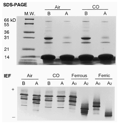 Figure 2. SDS-PAGE and IEF of SFHs. Before (B) and after (A) the heat treatment under the air or CO atmosphere. A0, hemoglobin A0; A2, hemoglobin A2. M.W., molecular weight marker.