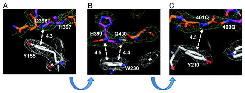 Figure 4. Intermolecular interactions between β−hairpin of Htt36Q3H and aromatic residues in MBP. (A) The interaction between the amide backbone of Q398 in Htt36Q3H and Y155 in MBP. (B) The interactions between the amide backbones of H399 and Q400 in Htt36Q3H and W230 in MBP. (C) The interactions between the amide backbone of Q401 in Htt36Q3H and Y210 in MBP. On panels (A), (B) and (C) the interactions at different angles are shown for C1 molecule in crystal X1. The Gln (orange) and His (pink) residues are labeled on the stick diagram The interacting residues are numbered and the interactions are shown with a dotted arrow line with interaction distances indicated in angstroms (Å). The interaction distances were measured from the backbone of the residues in the Htt36Q3H β-strand to the center of the aromatic ring residues in MBP. The supportive electron density maps (2Fo-Fc) at 1σ are shown by a green mesh for Htt38Q3H and a white mesh for MBP.