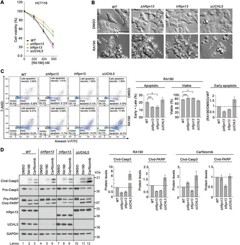 FIG 5 RA190-triggered cell death is reduced in trRpn13 but not UCHL5 cells. (A) Viability of HCT116 (WT), ΔhRpn13, trRpn13, or ΔUCHL5 cells treated for 48 h with the indicated concentration of RA190 or DMSO (as a control), as assessed by MTT assays. (B) WT, ΔhRpn13, trRpn13, or ΔUCHL5 cells were exposed for 24 h to RA190 (1 μM) or DMSO (as a control) and monitored for morphological changes by bright-field microscopy. Arrows indicate blebbing cells undergoing apoptosis. Images shown are representative of two independent experiments (scale bar, 20 μm). (C) WT, ΔhRpn13, trRpn13, or ΔUCHL5 cells treated for 24 h with RA190 (1 μM) or DMSO (as a control) were subjected to flow cytometry analyses after staining with annexin V-FITC and 7-aminoactinomycin D (7-AAD) (representative data are on the left). Population percentage of early and late combined apoptotic or viable cells across three independent experiments is plotted (center) and performed as described for the left. A plot of the ratio of RA190-treated cells to corresponding DMSO control following normalization to the WT is also included for the early apoptotic cell population. The plotted data represent the means and SEM (error bars); *, P < 0.05; ***, P < 0.001; Student's t test. (D) Whole-cell extract from WT, ΔhRpn13, trRpn13, or ΔUCHL5 cells treated for 24 h with RA190 (1 μM), carfilzomib (100 nM), or DMSO (control) was immunoprobed for apoptotic markers caspase 3 (Casp 3) and PARP, hRpn13, UCHL5, or GAPDH (as a loading control; representative image is on the left). Clvd, cleaved. The ratio of cleaved caspase 3 (Clvd-Casp3) to procaspase 3 (Pro-Casp3) or of cleaved PARP (Clvd-PARP) to pro-PARP (Pro-PARP) for RA190- or carfilzomib-treated ΔhRpn13, trRpn13, or ΔUCHL5 cells is plotted normalizing to the respective RA190- or carfilzomib-treated WT cells for three independent experiments, performed as shown on the left. The plotted data represent the means and SEM (error bars). Dashed lines are displayed at a value of 1.0.