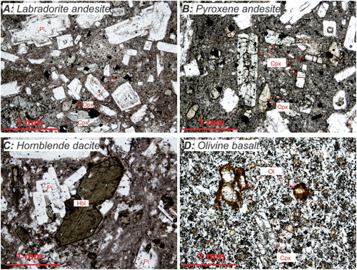 Figure 4. Representative mineralogy and micro-textures of Maungatautari A, labradorite andesite, B, pyroxene andesite, C, hornblende dacite and D, Kairangi olivine basalt. Abbreviations: Pl = plagioclase; Cpx = clinopyroxene; Opx = orthopyroxene; Hbl = hornblende, Ol = olivine.