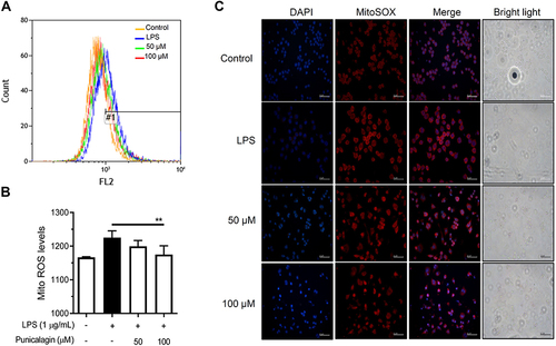 Figure 6 The effects of punicalagin on the production of mitochondrial ROS in LPS-activated BV2 cells. BV2 cells were pre-treated with punicalagin (0, 25, 50, 75, 100 μM) for 30 min and then treated with LPS (1 μg/mL) for 24 h. The production of (A) mitochondrial ROS was analyzed by flow cytometry. The quantitative value (mean fluorescence intensity) compared to the peak of LPS group (#1) was shown in (B). The data are presented as the means ± SD of three independent experiments. Statistical significance was indicated as **p < 0.01 vs LPS alone. The immunofluorescence staining of ROS in (C) mitochondria was examined using MitoSOX red staining.