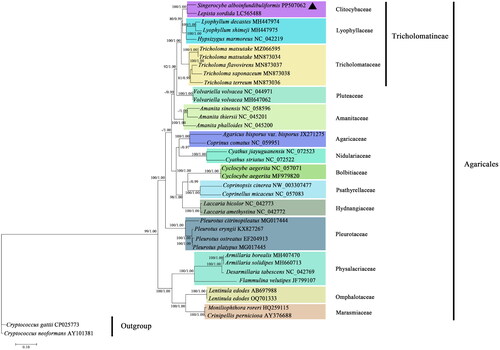 Figure 3. Phylogenetic tree constructed based on 14 core protein-coding genes. The phylogenetic tree shows the evolutionary relationships between S. alboinfundibuliformis and 36 other Agaricales species, with Cryptococcus gattii and Cryptococcus neoformans as the outgroups. The tree shown here was the single best topology recovered from ML, and the topology was identical to that recovered from BI. Support values from ML (before forward slash) and BI (after forward slash) analyses are given for nodes receiving strong supports (i.e. ML bootstrap values ≥70% or BI posterior probability ≥0.95). The sample resulting from this study is denoted in triangle.