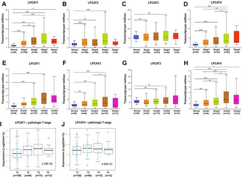 Figure 3 Associations between LPCATs expression and distinct clinicopathological features of HCC patients. The expression of LPCAT1-4 in HCC patients with diverse (A–D) pathological stages and (E–H) tumor grades (UALCAN). *P < 0.05, **P < 0.01, ***P < 0.001. The expression of (I) LPCAT1 and (J) LPCAT4 in HCC patients in different pathologic T stages (LinkedOmics).