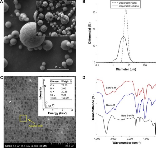 Figure 3 Characterization of SeNPs-M. For the preparation of SeNPs-M, SeNPs were firstly synthesized in the presence of CTS. The mixture of CTS solution and SeNPs was consequently spray-dried to manufacture SeNPs-M. Besides, Blank-M without any Se were obtained by substituting selenite with deionized water when preparing SeNPs-M. (A) SEM image of SeNPs-M and inset for Blank-M. (B) Size distribution of SeNPs-M measured by LS-POP(6) particle analyzer. (C) The SEM image of the cross-sections of CTS-SeNPs and inset for EDS spectra. CTS-SeNPs were frozen and then cut into frozen sections, each 6 μm thick, before SEM observation. (D) FTIR spectra of bare SeNPs, Blank-M and SeNPs-M. (E) Se 3d XPS pattern, (F) Se 3p XPS pattern and (G) wide-range XPS pattern of SeNPs-M, recorded by a high-resolution photoelectron spectrograph (Escalab 250Xi) equipped with a monochromatic Al Kα X-ray source. Argon ion etching lasting for 60 seconds was applied to expose Se information inside SeNPs-M. For Panel (F), peaks 1, 2, 3 and 4 represent the signals of Se LMM2, Se 3p3, Se 3p1 and Se LMM1, respectively. (H) XRD patterns of Blank-M and SeNPs-M determined by a X’Pert Pro X-ray diffractometer, using a Cu Kα source (λ=0.15406 nm) and the standard XRD spectra of trigonal-phase Se from JCPDS file no 06-0362.Abbreviations: SeNPs-M, selenium nanoparticles-loaded chitosan microspheres; SeNPs, selenium nanoparticles; CTS, chitosan; Blank-M, blank chitosan microspheres; SEM, scanning electron microscopy; EDS, energy-dispersive X-ray spectroscopy; FTIR, Fourier transform infrared spectroscopy; XPS, X-ray photoelectron spectroscopy; XRD, X-ray diffraction; JCPDS, Joint Committee on Powder Diffraction Standards.