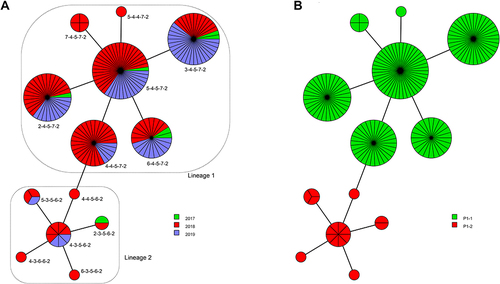 Figure 2 The minimum spanning tree (MST) of the 182 M. pneumoniae strains depends on the 5-loci scheme MLVA types. Clustering of the MLVA profiles was based on the categorical coefficient. Each circle represents one MLVA type and the size of the circle is directly proportional to the number of isolates. The distance of the line between the MLVA types corresponds to the total number of allelic changes. (A) MST with colors based on the collection years. Circles with dashed lines delineate the MLVA lineages. (B). MST with colors depends on the P1 subtypes.