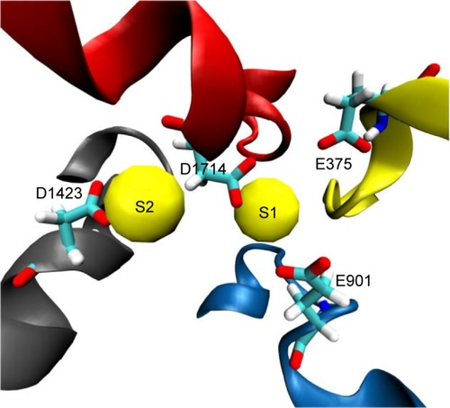 Figure 3 Two potential binding sites for sodium ions (S1 and S2) close to the outer selectivity filter. In S1, sodium (shown as a yellow van derWaals sphere) is coordinated by three carboxylates from E375, E901, and D1714, whereas it is only mono-coordinated by the D1423 carboxylate in S2. Our ion-solvation energy calculations, however, showed that S2 might be a more favorable site as S1 can experience a repulsive force from the gatekeeper, K1419.