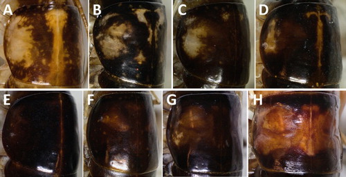 Figure 4. Patterning of the pronotum varies both within and between species. A, Hemiandrus maculifrons; B, Hemiandrus luna sp. nov. (South Island); C, Hemiandrus luna sp. nov. (North Island); D, Hemiandrus brucei sp. nov.; E, Hemiandrus brucei sp. nov.; F, Hemiandrus nox sp. nov.; G, Hemiandrus ‘madisylvestris’; H, Hemiandrus fiordensis.