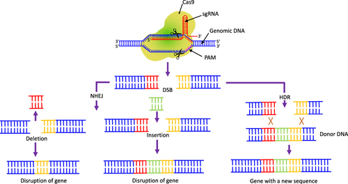 Figure 6 The CRISPR/Cas9 induced double-stranded breaks of target DNA. The breaks can joined either by NHEJ or HDR. The NHEJ-facilitated repair results in gene disruption either by the deletion or insertion of a DNA sequence. In the presence of donor DNA, HDR facilitates precise nucleotide substitutions resulting in proper gene modification.