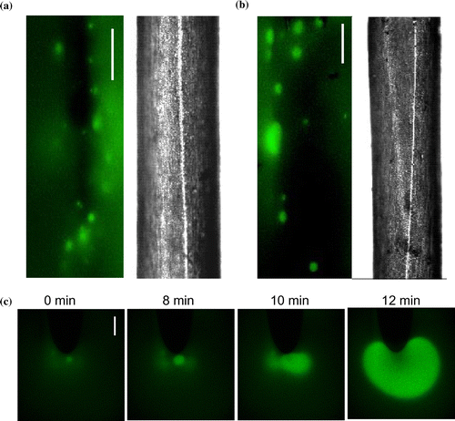 Figure 5. (a) and (b) Two examples of fluorescence image, visualized by FITC-dextran, and corresponding bright field image of cell regions of Chara, composed of 1410 images of a time series taken 15–45 min after the introduction of Saline APW (Bar is 200 μm) and 137 images from another cell incubated 152 min in Saline APW (Bar is 200 μm). (c) Formation of the alkaline band in APW, visualized by FITC-dextran. Bar is 250 μm.