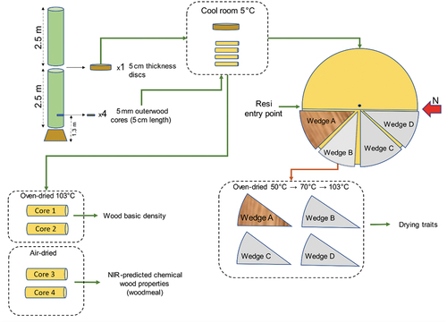 Figure 2. Diagram of sample collection and processing. Disc wedges were collected at 2.5 m for radial assessment, outerwood cores and microdrill resistance (Resi) profiles from 144 Eucalyptus nitens trees in three silvicultural trials in Tasmania. The four 5 cm wood cores were taken at 1.3 m from the ground. To study longitudinal variation in checking, a single wedge was also taken in the field every 2.5 m, sampling from near ground level to 20 m up the stem. Wedge A (the most northerly) was normally selected for further processingNIR = near-infrared