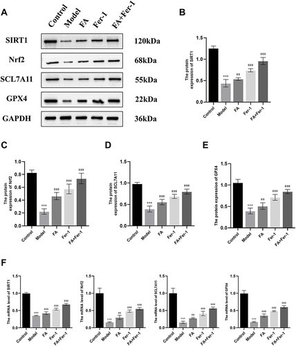 Figure 5 FA activated SIRT1/Nrf2/SLC7A11/GPX4 signaling pathway to improve FPT of copper-loaded neuronal cells.