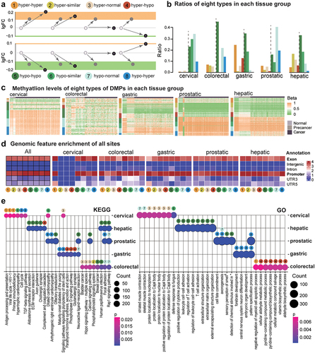 Figure 2. Eight types of methylation alterations across precancerous and tumour stages in all datasets of five tissue origins. a. DNAme fold changes for all eight types. b. Percentages of each type in each tissue origin. c. DNA methylation for DMPs in each sample. Genomic feature enrichment (d) and KEGG and GO enrichment (e) for eight types of DMPs after annotation.
