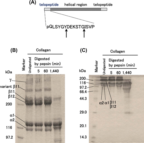 Fig. 1. Digestion of bovine type I collagen with pepsin.