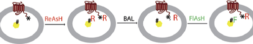 Sequential labeling strategy for selective binding of ReAsH and FlAsH to distinct proteins.Reprinted with permission © 2010 ACS.