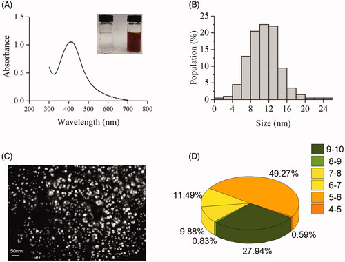 Figure 1. Characterization of AgNPs synthesized by lysate of Gibberella sp. (A) UV-visible spectra of colloidal solution of AgNPs; (B) Size distribution of AgNPs; (C) SEM image of AgNPs; (D) The component of protein corona with different isoelectric point was based on the result of LC-MS.