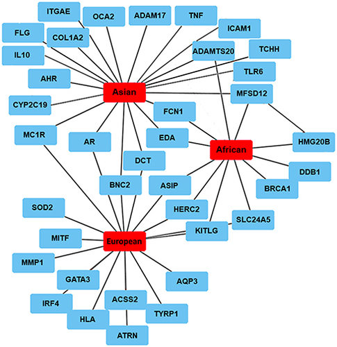 Figure 1 Network of the genes affected by the SNPs across three different ethnic skin types based on published data.