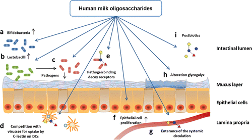 Figure 3. Beneficial effects of human milk oligosaccharides (HMOs). HMOs can specifically stimulate growth of (A) Bifidobacteria and (B) Lactobacilli, competing with and resulting in (C) a lower number of pathogens. Furthermore, HMOs can (D) compete with viruses for uptake by C-lectin receptors on dendritic cells and (E) act as pathogen binding decoy receptors to prevent binding of pathogens to glycan structures on epithelial cells. HMOs can also (F) influence epithelial cell proliferation, (G) enter the systemic circulation, (H) alter the glycogalyx and fermentation products of HMOs and (I) post-biotics for other microbiota species.