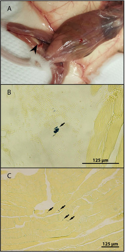 Figure 1 The presence of inflammation focus in right hind limb of BALB/c mouse (A) and microsporidia detection in histological section of left hind limb muscle of BALB/c mouse 42 days post-infection (B) and right hind limb muscle SCID mouse 21 days post-infection (C) stained with Brown and Brenn Gram stain.