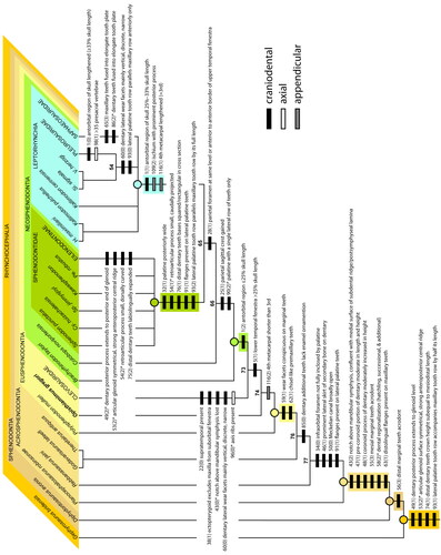 Figure 26. Distributions of some of the major synapomorphies in Rhynchocephalia as mapped onto the maximum parsimony strict consensus tree, including many that are hypothesized to be associated with proal and orthal jaw movements (e.g. characters 46, 53, 59, 60, 63, 90, 91, 93). Major clade nodes are indicated with coloured circles. Bold numbers above nodes represent those listed in the full apomorphy list for the strict consensus (see Supplemental material). The coloured circles and boxes at and below the nodes correspond to those bracketing the major clades at the top of the figure. The horizontal rectangles on the stem below each major node indicate some or all of the unambiguous or ambiguous character states supporting that node; ambiguous character states are denoted with an asterisk (*). Black rectangles = cranial, lower jaw or dental characters. White-filled rectangles = axial skeleton characters. Grey-filled rectangles = appendicular skeleton characters. Numbers and numbers in parentheses in the form of X(Y) and next to the rectangles represent the character and character state numbers presented in the character and apomorphy lists (see Supplemental material). Abbreviations: Cy., Cynosphenodon; H., Homoeosaurus; Pe., Pelecymala; Si., Sigmala; Sp., Sphenovipera; V., Vadasaurus.