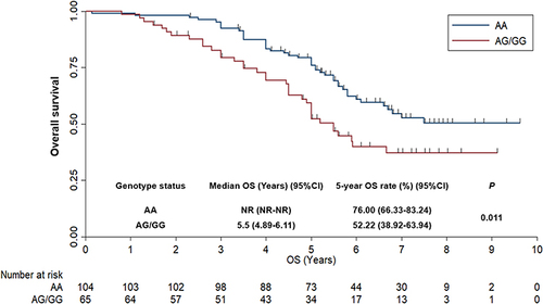 Figure 4 Overall survival of the 169 patients with gastric cancer who received S-1-based adjuvant chemotherapy according to KDR rs2071559 genotype status.