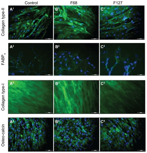 Figure 4 Immunocytochemical analysis of hTGSCs treated with various pluronics. Specific antibodies for osteogenic (collagen type-1, osteocalcin), chondrogenic (collagen type-2), and adipogenic (FABP4) markers were used. Cells in (A1–A4) control, (B1–B4) F68-treated, and (C1–C4) F127-treated groups were all labeled positively, confirming successful differentiation.Note: Scale bar = 100 μm.Abbreviations: hTGSCs, human tooth germ growth cells; FABP4, fatty-acid-binding-protein 4.