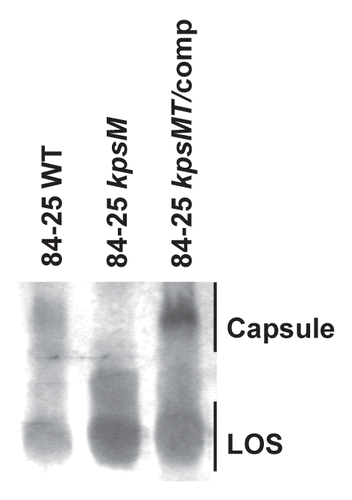 Figure 1 Analysis of capsule and LOS expression in a systemic C. jejuni strain. Whole cell proteinase K-digested lysates of wild-type C. jejuni 84-25 (84-25 WT), capsule mutant (84-25 kpsM), and the complement (84-25 kpsMT/comp) were separated on 12% SDS-PAGE and stained with 0.5% Alcian Blue to reveal capsular polysaccharides and with silver to stain LOS.