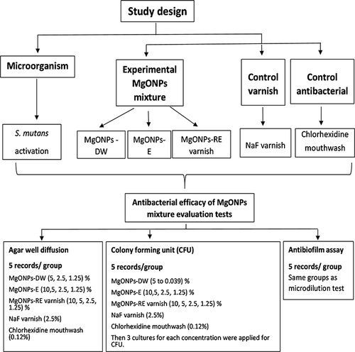 Figure 1 Study design and groups related to the antibacterial and antibiofilm capacity of MgONPs.