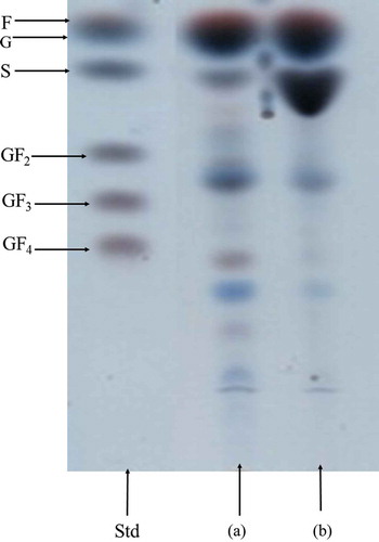 Figure 1. TLC chromatogram of analyzed agave syrups before and after of thermal treatment. Standards (Std): Fructose (F), glucose (G), sucrose (S), 1-kestose (GF2), 1-nystose (GF3) and 1-β-fructofuranosyl-nystose (GF4). Untreated agave syrup (a) and treated agave syrup (b).Figura 1. Cromatografía por TLC de los jarabes de agave antes y después del tratamiento térmico.Estándares (Std): Fructosa (F), glucosa (G), sacarosa (S), 1-kestosa (GF2), 1-nistosa (GF3) and 1-β-fructofuranosil-nistosa (GF4). Jarabe de agave sin tratamiento (a) y jarabe de agave tratado (b).