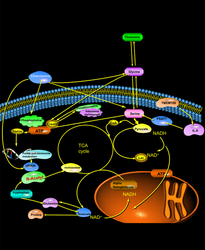 Figure 17 Energy metabolism pathways of nucleus pulposus cells and matrix and the background principle of MRS metabolism.