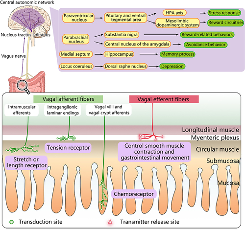 Figure 2 Diagram of the vagus nerve anatomy and mode of action. As a mixed nerve, the vagus nerve is composed of 80% afferent fibers and 20% efferent fibers. There are three types of afferent endings: the intraganglionic laminar endings which are located in the myenteric plexus, serve as tension receptors; the intramuscular afferents which are also located in the muscle layer, are characterized as a stretch or length receptor; vagal villi, and vagal crypt afferents terminate at the top of the villus near the epithelial layer or surround the luminal end of intestinal crypts and is regarded as chemoreceptors. The vagus nerve can be activated by the gut microbiota, transmitting information from the gastrointestinal tract to the NTS which can transmit information further into the central autonomic network through a variety of neuronal pathways and lead to specific effects. The efferent vagus nerve, which extends into the myenteric plexus, releases different neurotransmitters to regulate smooth muscle contraction and gastrointestinal movement.