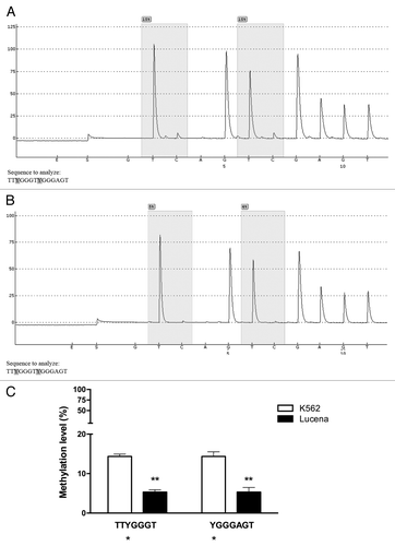 Figure 7. Pyrosequencing analysis of the GC -100 box in CML cell lines. Representative pyrosequencing analysis of (A) K562 and (B) Lucena cells for the methylation level (%) at GC -100 box. (C) Results are expressed as the mean ± SD for three independent experiments. * Position of potential 5mC (Y).