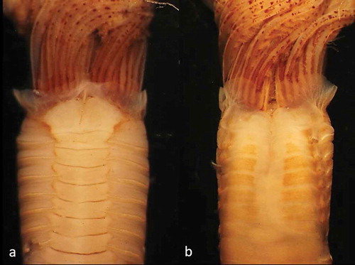 Figure 7. Parasabella fullo from California (SERC, Vial 147893): (a) thoracic ventral view (b) thoracic dorsal view