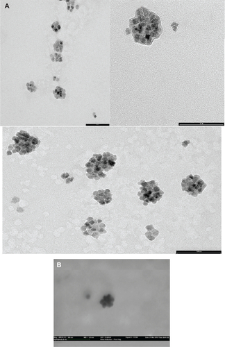 Figure S8 (A) Transmission electron micrographs and (B) scanning transmission electron micrograph of Fe3O4-1-PNPs. Scale bar, 100 nm.Abbreviation: PNPs, polymeric nanoparticles.