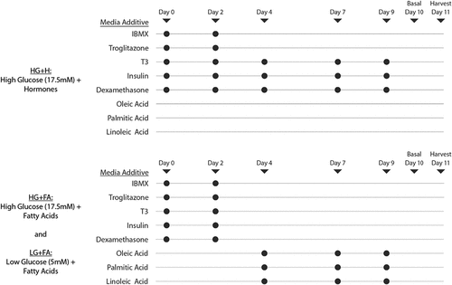 Figure 1. Experimental design and composition of the modified adipogenic protocols. On differentiation days 0 and 2, all three adipogenic protocols received hormones (100 nM insulin, 10 nM T3, 1 µM dexamethasone, 0.25 mM 3-isobutyl-1-methylxanthine and 4 µM troglitazone). Only the HG+H protocol continued to receive insulin, T3 and dexamethasone during media changes at days 4, 7 and 9. The HG+FA and LG+FA media were supplemented at days 4, 7 and 9 with a FA mixture (200 µM) containing the 3 major FAs found in the circulating NEFA pool in humans (45% oleate, 30%, palmitate and 25% linoleate) [Citation36].