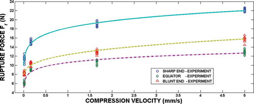 FIGURE 3 The influence of the compression velocity on the rupture force.