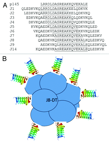 Figure 1. Overlapping peptides synthesized from the parent peptide P145. Sequences derived from the M protein of group A streptococcus are underlined. Flanking sequences (not underlined) are derived from the yeast DNA binding protein GCN4 (A). A graphic representation of vaccine candidate J8-DT with J8 peptide conjugated to diphtheria toxoid (DT) molecule. A ratio of DT: J8 (1:8–14 molecules) (B).