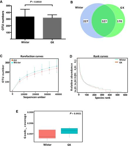 Figure 1 Evaluation of the sequences obtained from HiSeq2500 platform data showing the overall structural comparison of gastric microbiota between Wistar rats and GK rats.Notes: (A) The numbers of operational taxonomic unit (OTU) of gastric microbiota between the Wistar and GK rats (t-test); (B) Venn diagram of shared OTUs in the GK rats and Wistar rats; (C) rarefaction curve of V3–V4 16S data from the datasets of Wistar rats and GK rats; (D) rank-abundance analysis of gastric microbiota between the Wistar rats and GK rats. The distribution curves were ranked according to their abundance in the corresponding combined OTU sequence dataset; (E) good’s coverage estimation of gastric microbiota between the Wistar rats and GK rats (t-test).