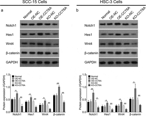 Figure 5. CCT6A activated Wnt and Notch pathways in OSCC. Effect of CCT6A on Wnt and Notch pathways in SCC-15 cells (a) and in HSC-3 cells (b).