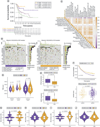 Figure 4. The anoikis score correlation with tumor mutation burden, tumor microenvironment and immunotherapy response in bladder cancer. (A) Kaplan–Meier curves for patients with bladder cancer (BLCA) in the four groups based on anoikis score and tumor mutation burden level. (B) Gene mutations in patients with BLCA with low and high anoikis scores. (C) Correlation between anoikis scores and infiltrating immune cell populations. (D) Comparison of tumor microenvironment scores between the low and high anoikis score groups. (E) Correlation between the anoikis scores and immune checkpoint inhibitor expression. (F) Kaplan–Meier curves and immunotherapy response analysis for patients with BLCA in the IMvigor210 cohort. (G–J) Differences in response to immunotherapy among subgroups with different anoikis scores.CR: Complete response; IPS: Immunophenoscore; PD: Progressive disease; PR: Partial response; SD: Stable disease.