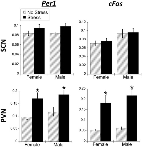 Figure 9. Experiment 3: Effect of stress at ZT16 on SCN and PVN Per1 and cFos mRNA in male and female rats. When rats were exposed to 30 min of acute restraint stress at ZT16, there was no increase of Per1 and cFos mRNA in the suprachiasmatic nucleus (SCN) of both male and female rats. However, in the paraventricular nucleus of the hypothalamus (PVN), both males and females showed a significant increase in both Per1 and cFos mRNA. Data are presented as mean ± SEM (*stress effect within same sex conditions, p < .05, FLSD, n = 6 rats per treatment group). See Table 3 for statistical details.