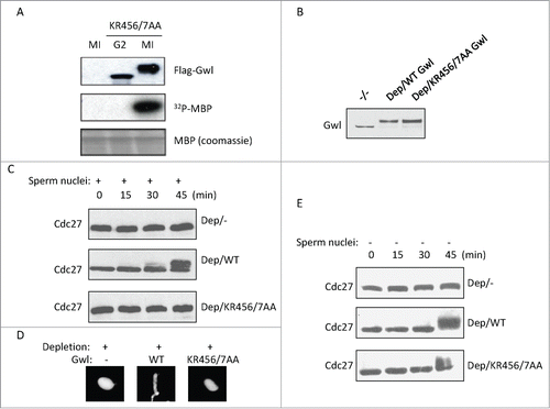 Figure 7. The NLS of Gwl is required for its function in mitotic entry. (A) Xenopus oocytes were injected with mRNA encoding Flag-Gwl KR456/7AA, incubated overnight, and followed by Flag-IP. The resulting precipitates were subjected to kinase assay using MBP as a substrate. (B) As described in Methods and Materials, endogenous Gwl was immunodepleted from cycling egg extracts, and Flag-Gwl was expressed and added into extracts. Samples were analyzed by immunoblotting for Gwl. (C) The extracts were prepared as in panel B, supplemented with sperm nuclei, and incubated as indicated. Extract samples were analyzed by immunoblotting for Cdc27. The retarded gel mobility of Cdc27 serves as a mitotic marker. (D) Extracts in panel C (45 min) were stained with DAPI, and analyzed for the morphology of sperm nuclei. (E) Extracts were depleted of Gwl, and supplemented with WT or KR456/457AA Gwl at the same concentrations as in panel C. Extract samples were analyzed by immunoblotting as indicated.