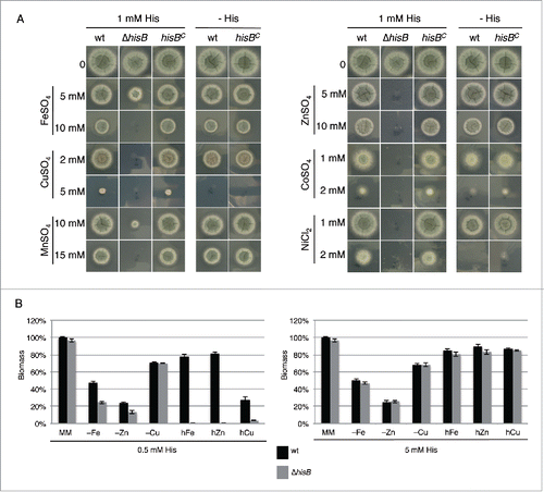 Figure 2. Histidine plays a crucial role in metal homeostasis of A. fumigatus. (A) Fungal strains were point-inoculated on minimal medium (MM) supplemented with the given concentrations of heavy metal salts, either with or without 1 mM externally added histidine. Photographs were taken after 48 h of incubation at 37°C. (B) Biomass production (dry weight) of wt and ΔhisB was quantified after growth for 24 h in liquid minimal medium with low contents of iron (-Fe), zinc (-zinc) or copper (-Cu) (see Material and Methods) as well as minimal medium containing additionally 5 mM FeSO4 (hFe), 4 mM ZnSO4 (hZn) or 1.5 mM CuSO4 (hCu). All cultivation conditions were performed with supplementation of either 0.5 mM or 5 mM histidine. Data represent the mean of 3 biological replicates ± standard deviation normalized to the biomass of the wt grown in minimal medium with the same histidine supplementation. The biomass of the wt in minimal medium was 0.78 ± 0.05 g at both 0.5 mM and 5 mM histidine concentrations supplemented. The decreased biomass production during metal starvation and excess underline the shortage and toxicity, respectively, of the metal concentrations.