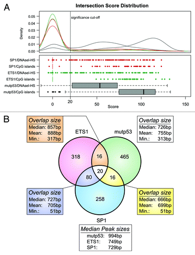 Figure 3. Array-wide analysis of mutp53, SP1 and ETS1 binding sites. (A) Distribution of the scores calculated for the overlap of mutp53, ETS1 and SP1 binding regions with CpG-islands and DNaseI-HS regions. The distribution was used to identify a significance threshold, where peaks with a score > = 20 are assumed to overlap significantly. (B) Venn-diagram displaying the number of overlapping mutp53, ETS1 and SP1 binding regions.