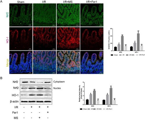 Figure 5. Methane saline promotes the expression of Nrf2/HO-1 signaling Pathway. The animal models were launched with a 60-min ischemia period as mentioned. MS (10 mL/kg) was used to treat the mice as previously mentioned (n = 10 for each group). (A) he colocalization of Nrf2 and HO-1 was shown by immunofluorescence (Scale bars: 50 μm). (B) The expression of Nrf2 and HO-1 was measured by Western blotting. The values are shown as the mean ± SD. #p < 0.05, compared with the sham group, and $p < 0.05 compared with the I/R group, &p < 0.05 compared with the I/R + MS group.