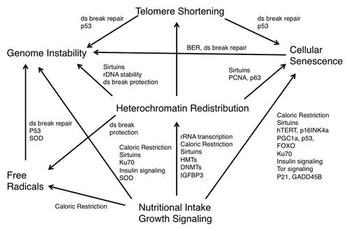 Figure 2. Epigenetic changes resulting in a decrease and redistribution of global heterochromatin may underlie the various models of aging. The models of free radical accumulation, genetically programmed senescence, telomere shortening, genomic instability, nutritional intake and growth signaling are distinct, yet overlapping theories of aging that may all be linked by heterochromatin redistribution.