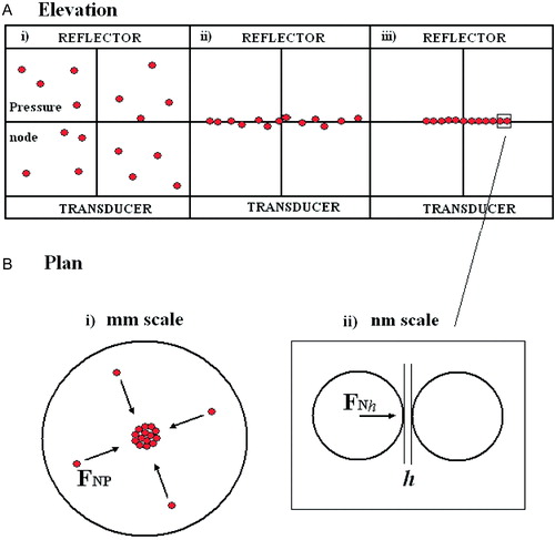 Figure 1. (a) Particle distribution at time (i) 0, (ii) ‘short’, (iii) ‘long’: (b) (i) Particle movement in node plane (ii) interacting particle at separation h. This Figure is reproduced in colour in Molecular Membrane Biology online.