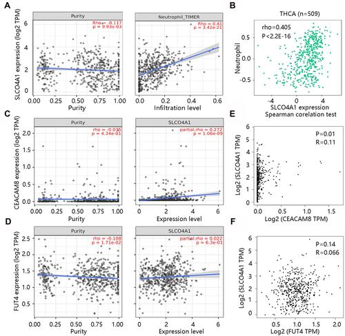 Figure 7 The correlation between SLCO4A1 expression and neutrophil infiltration as well as its gene markers. The correlation between SLCO4A1 and neutrophil through (A) TIMER, and (B) TISIDB. The correlation between SLCO4A1 and neutrophil gene marker CEACAM8 through (C) TIMER, and (E) GEPIA. The correlation between SLCO4A1 and neutrophil gene marker FUT4 through (D) TIMER, and (F) GEPIA.